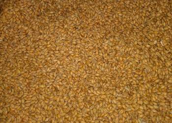 Sprzedam jęczmień ozimy i pszenicę ozimą.