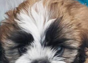 Shih TZU śliczny piesek trikolor