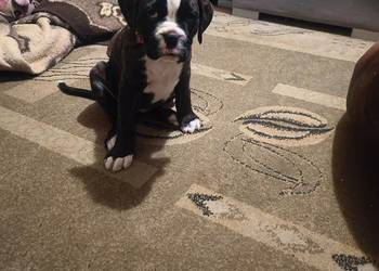 Szczeniaki bokser ostatnia suczka i piesek