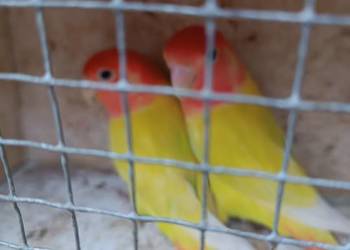 Rozella lutino i rozella białolica czerwona parę nierozłączek