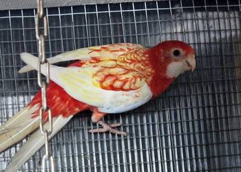 Rozelle Bialolice rubino