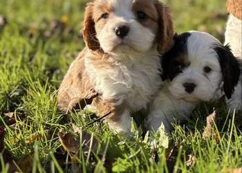 Cavalier King Charles Spaniel Blenheim Tricolor