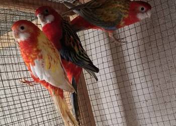 Rozella Białolica 2025 Rozella Białolica 2025