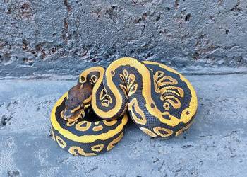 Pyton Królewski, samica- Black Head spotnose het Clown