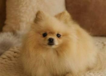 szpic miniaturowy pomeranian miski