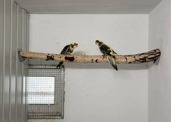 Rozelle królewskie samce