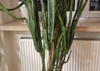 Duży wilczomlecz (Euphorbia) – 160 cm