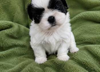 Dwie suczki  shih tzu