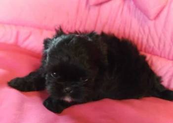 * Shih Tzu Prześliczne Biało Czarne Pieski Po Maleńkich Rodz