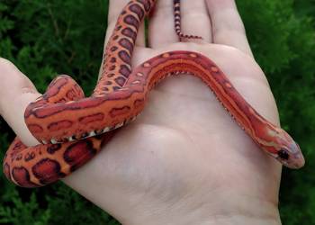 Wąż zbożowy samiec SCALELESS Red Factor het Hypo Diffused Amel węże zbożowe