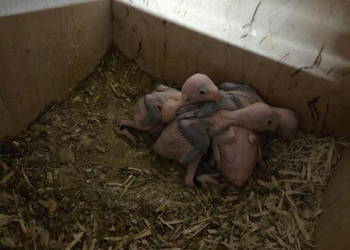 Oswojone aleksandretty