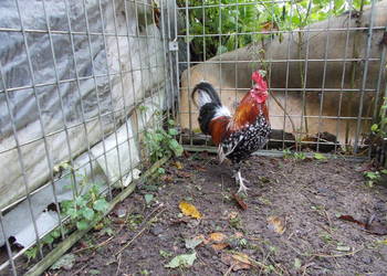 Kury miniaturki - piękna para nakrapiana Karzełki