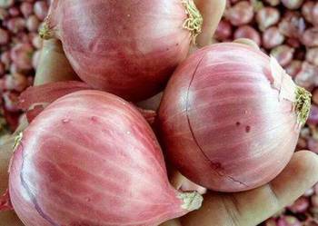 100% ŚWIEŻA CEBULA ŻÓŁTO-CZERWONA - WYSOKA JAKOŚĆ