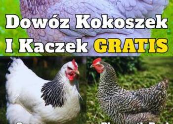 Kokoszki z GWARANCJA - Dowóz GRATIS Ferma Drobiu Ładna 97A