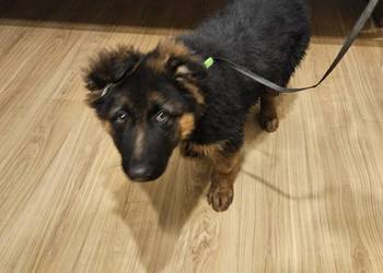 Owczarek niemiecki suczka