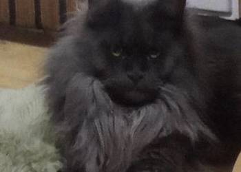 Rezerwacja Maine Coon