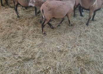 SPRZEDAM JAGNIĘTA KAMERUN