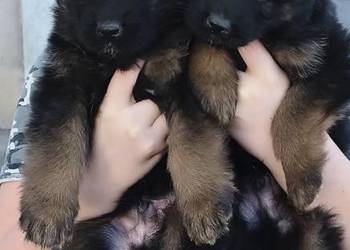 Szczeniaki owczarki niemieckie długowłose ZKWP Fci