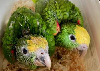 Amazonki oratrix, Park Papug Kraków