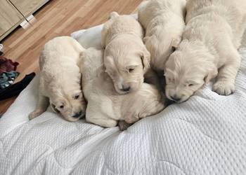 Sprzedam Golden Retriver