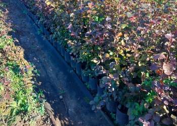 Buk purpurowy C3 80 cm 110 cm.