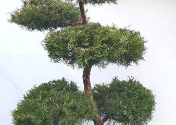 Bonsai Niwaki Jałowiec Kuriwao Gold