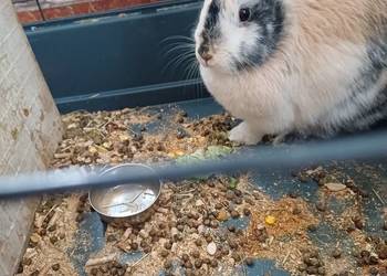 Króliki Miniaturki  2 sztuki z klatką