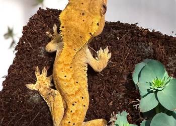 Samiczka gekona orzęsionego Yellow Dalmatian