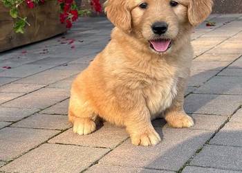 Szczeniaki Golden retriever