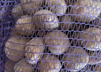 Ziemniaki wielkość sadzeniaka