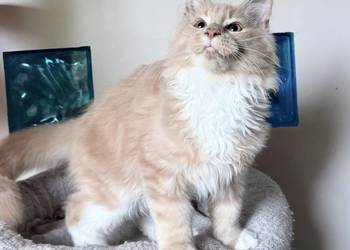Maine Coon - piękne kocięta ! Linia Shaded !