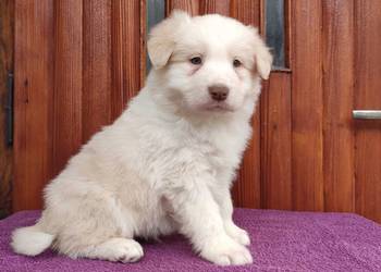 Piękny Biszkopt Border Collie - Rasowy piez z pełną dok.