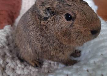 Świnka morska samiec