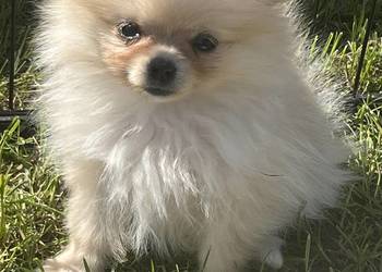 Piękna suczka. Szpic miniaturowy. Pomeranian.