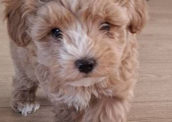 Maltipoo 10tyg.gotowe do nowego domu.inteligencja Pudla urok Maltańczyka