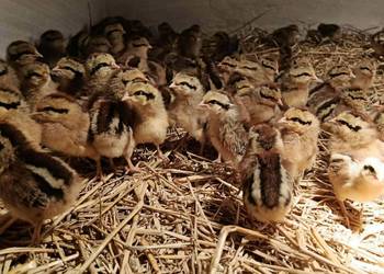 Kurczęta, same kurki, zielone i brązowe jajko, green shell, marans,