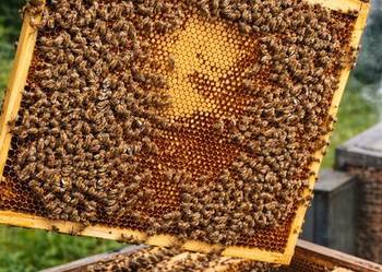 Odkłady pszczele  na ramce Wielkopolskiej 5 RAMKOWE