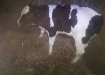 Cielaki z likwidacji gospodarstwa