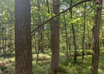 Las Dębowo-Sosnowy 0.6h