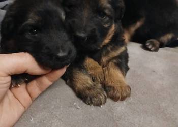 Sprzedam szczeniaki rasy owczarek niemiecki Pińczów,Busko-Zdrój