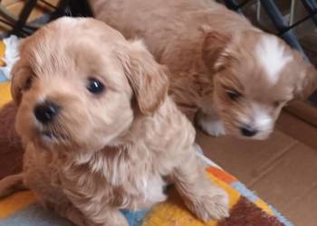 Sprzedam pieski rasy maltipoo z czipem, zaszczepione