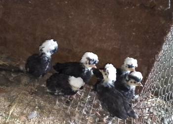 Sprzedam kurczaki rasy białoczub holenderski