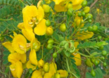 CASSIA AURICULATA Cassia auriculata - NASIONA 100g