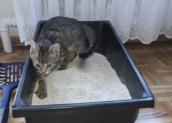 Kuwety dla kota pod wymiar szafki,boxu