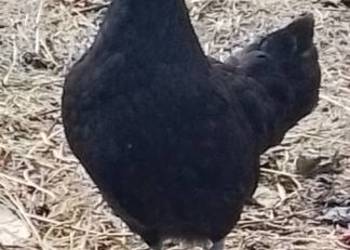 Sprzedam parę białoczubów holenderskich Sprzedam parę białoczubów holenderskich