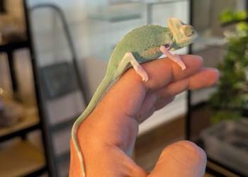 Kameleon jemeński Pied samiec