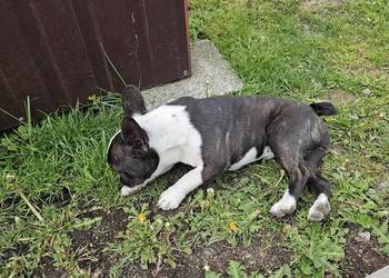 Sprzedam Buldog Francuski