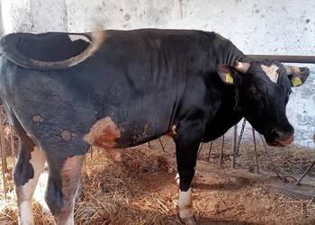 Byki opas do dalszej hodowli