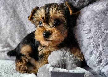 Yorkshire terrier Malutki Chłopiec Mini
