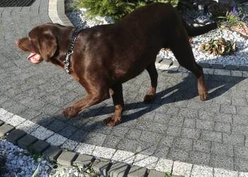 loablador czekoladowy szuka nowego domu